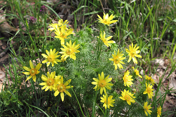 Büschel von blühenden Frühlings-Adonisröschen, Adonis vernalis