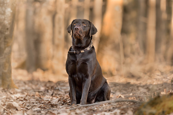Labrador im Wald