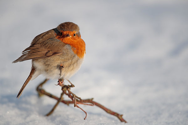 Ein Rotkehlchen sitzt in der Wintersonne und wärmt sich