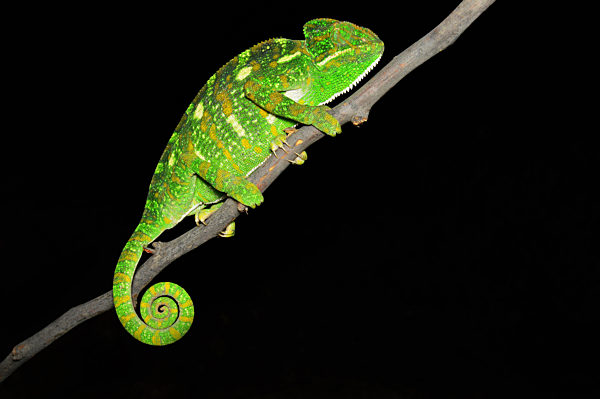 Indian chameleon, Chamaeleo zeylanicus, Satara, Maharashtra, India