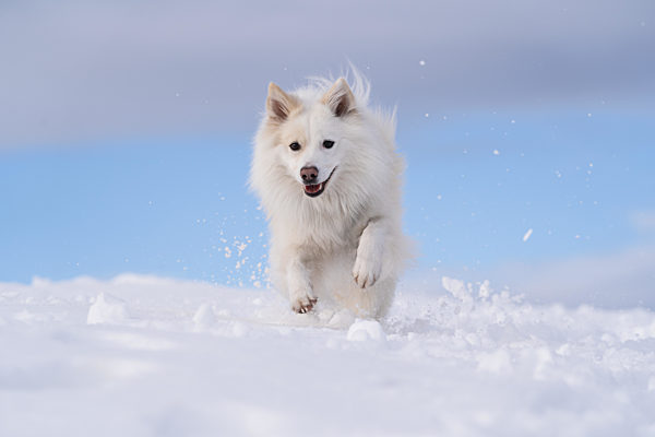 Islandhund, von der FCI anerkannte Hunderasse aus Island