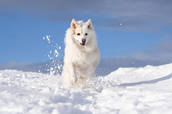 Islandhund, von der FCI anerkannte Hunderasse aus Island