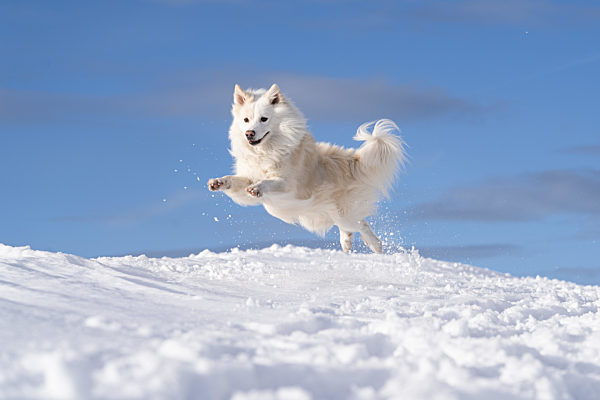 Islandhund, von der FCI anerkannte Hunderasse aus Island
