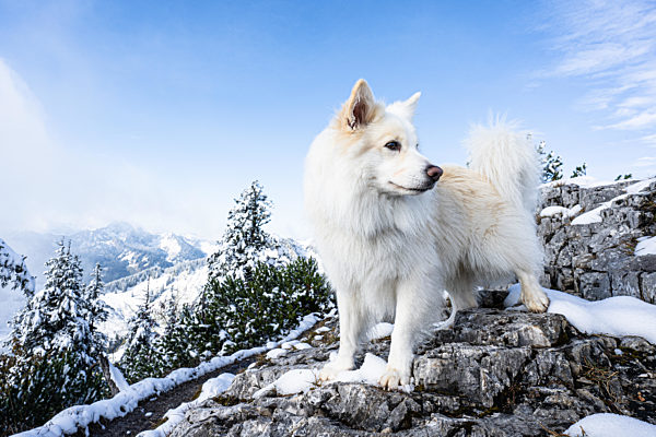 Islandhund, von der FCI anerkannte Hunderasse aus Island