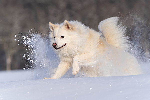 Islandhund, von der FCI anerkannte Hunderasse aus Island