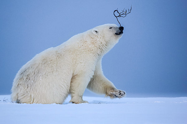 Polar bear, northern arctic predator