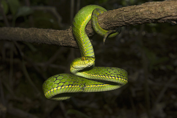 Large scaled pit viper, Trimeresurus macrolepis, Viperidae, Eravikulam National Park, Kerala, India