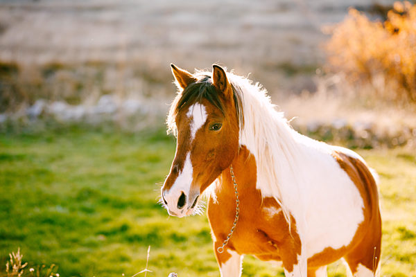 A white-brown horse walks in a meadow in the sunset light.