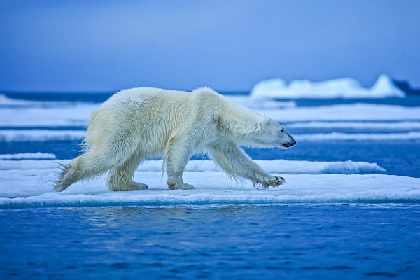 Polar bear, northern arctic predator