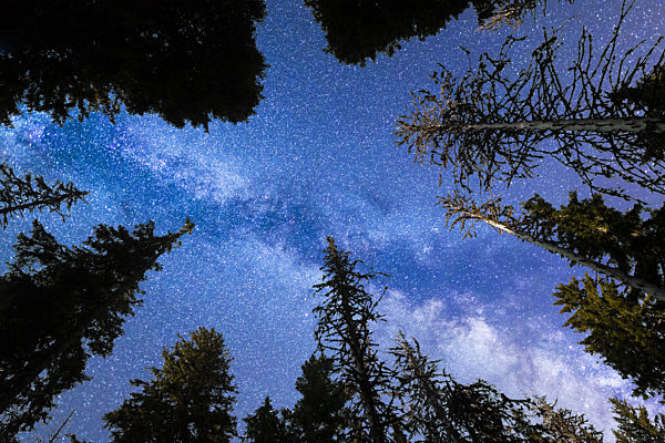 Blue Milky way falling stars pine trees silhouette