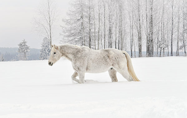 White horse walking on snow field, side view, blurred trees in background