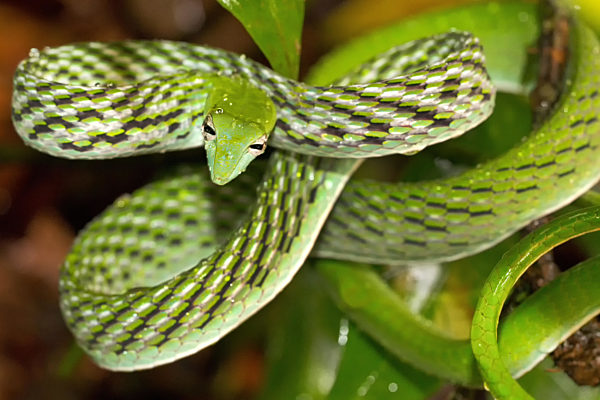 Green Vine Snake, Sinharaja National Park Rain Forest, Sri Lanka