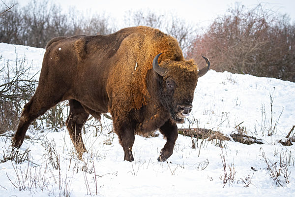 Majestic male of european bison showing tongue in winter weather