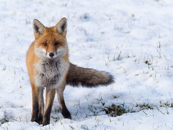 Rotfuchs (vulpes vulpes)