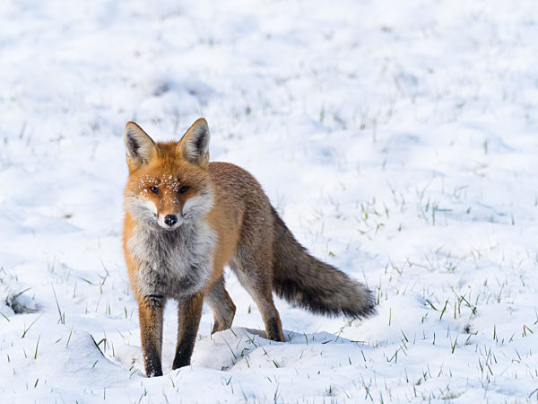 Rotfuchs (vulpes vulpes)