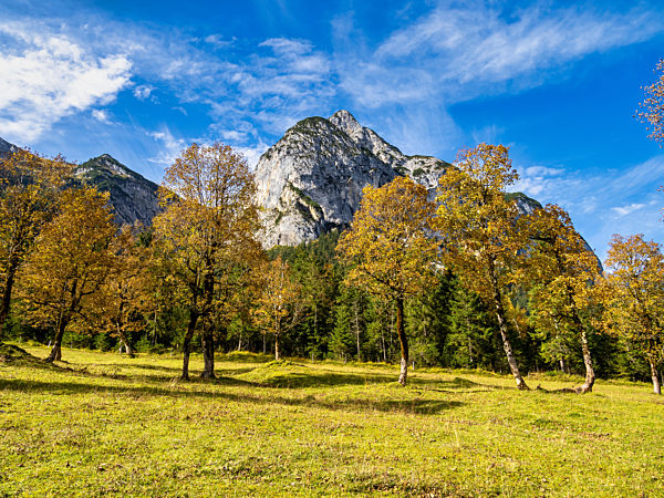 maple trees at Ahornboden, Karwendel mountains, Tyrol, Austria