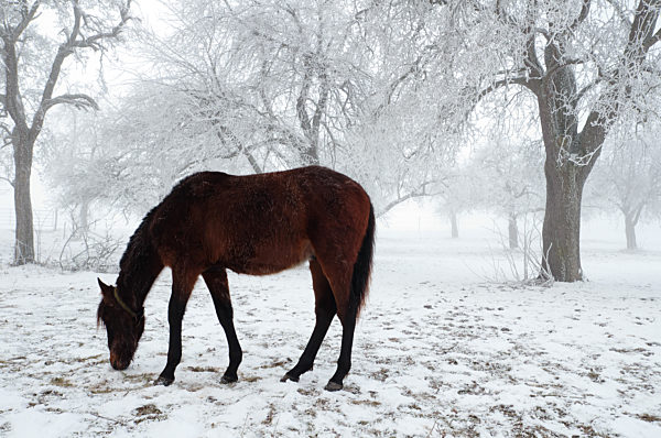 Pferd auf frostiger Obstbaumwiese