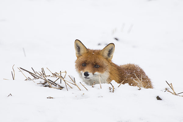 Interested red fox lying on a field covered with white snow in winter