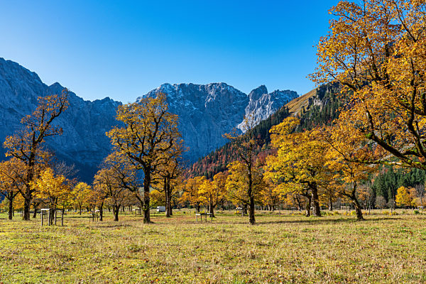 maple trees at Ahornboden, Karwendel mountains, Tyrol, Austria