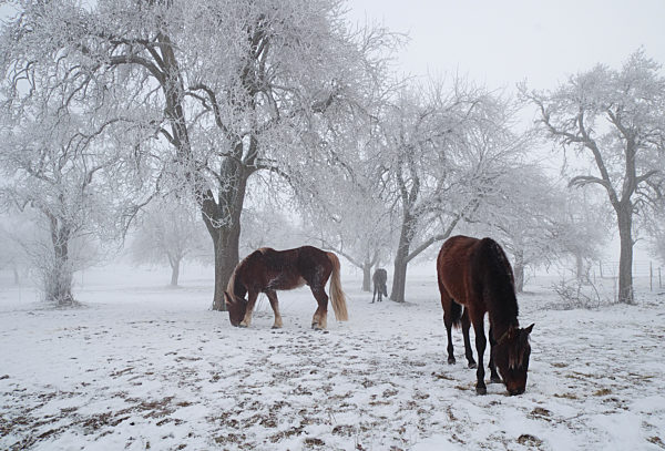 Pferde auf frostiger Obstbaumwiese