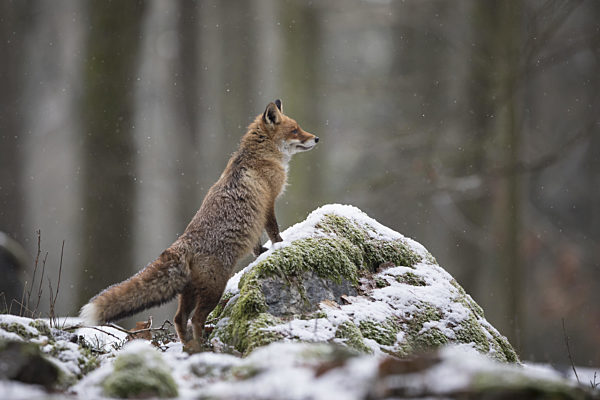 Rotfuchs,Vulpes vulpes, red fox