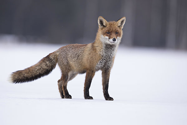 Rotfuchs,Vulpes vulpes, red fox