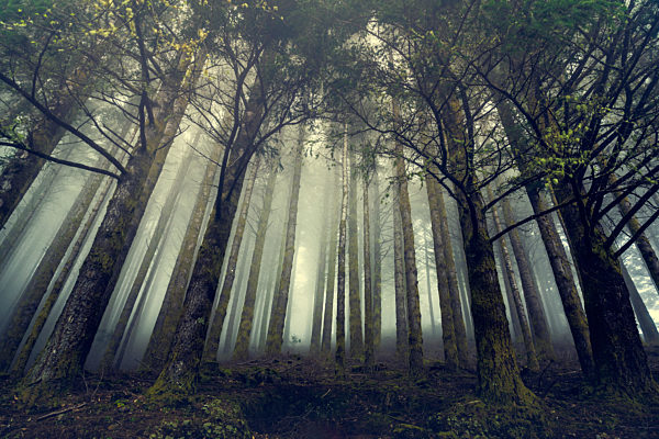 Beautiful forest landscape