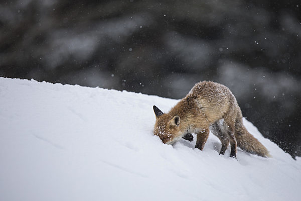 Rotfuchs,Vulpes vulpes, red fox