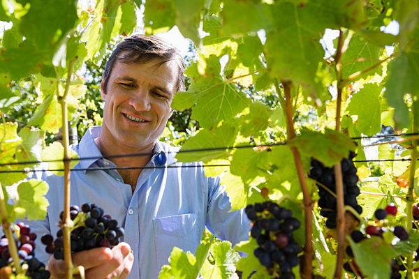 Vintner examining grapes in vineyard