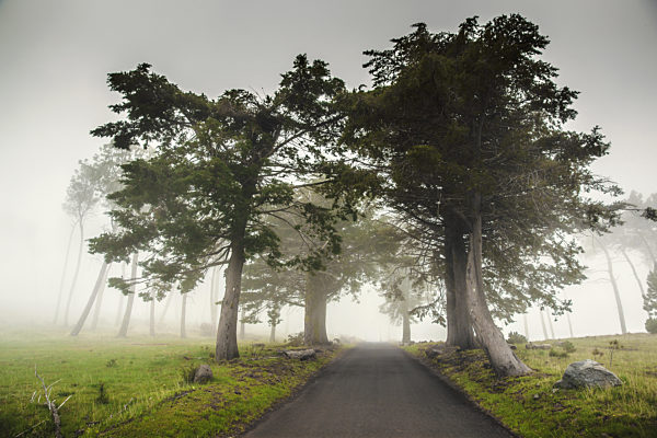 Road on a foggy morning