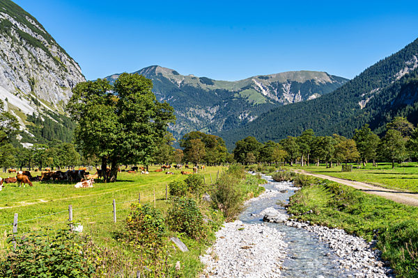 maple trees at Ahornboden, Karwendel mountains, Tyrol, Austria