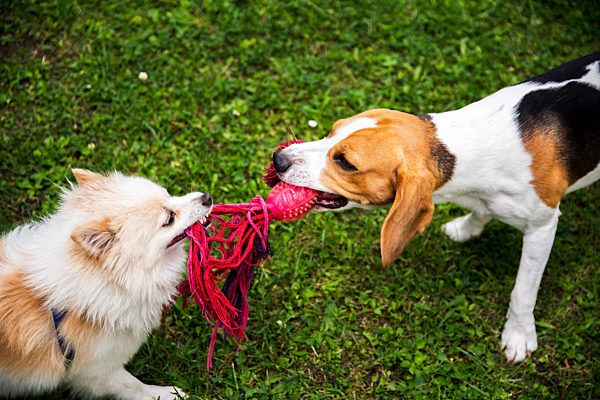 Two dogs playing tug of war with a rope