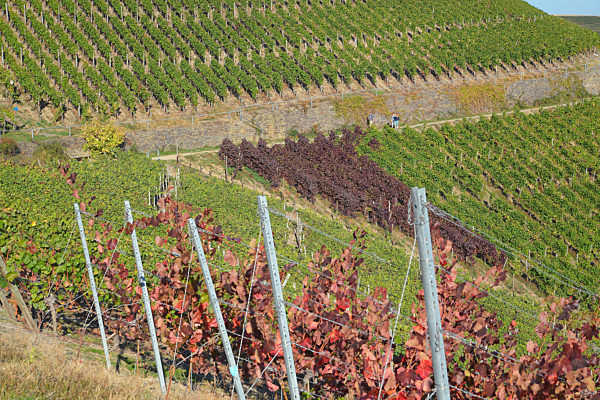 Ahrweiler,  vineyards