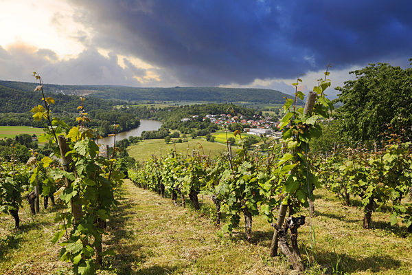 The Neckar Valley, View from the Michelsberg, Gundelsheim, Baden-Württemberg in Germany, Europe