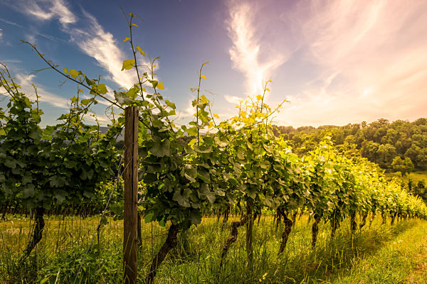 vine field on a vineyard in germany, bergstrasse odenwald during sunset