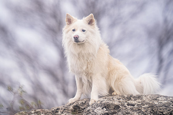 Islandhund, von der FCI anerkannte Hunderasse aus Island