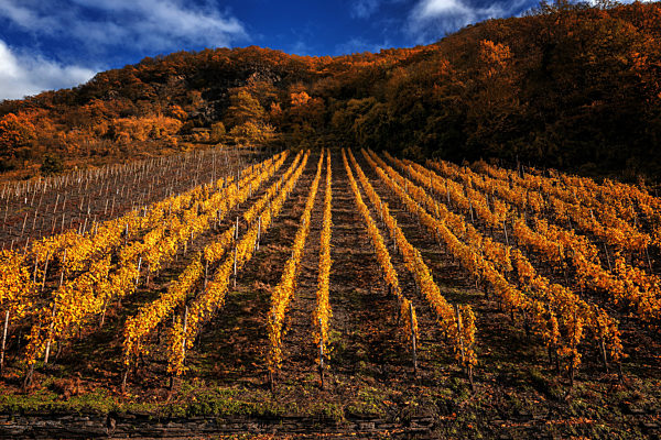 Vineyard in autumn on the Moselle
