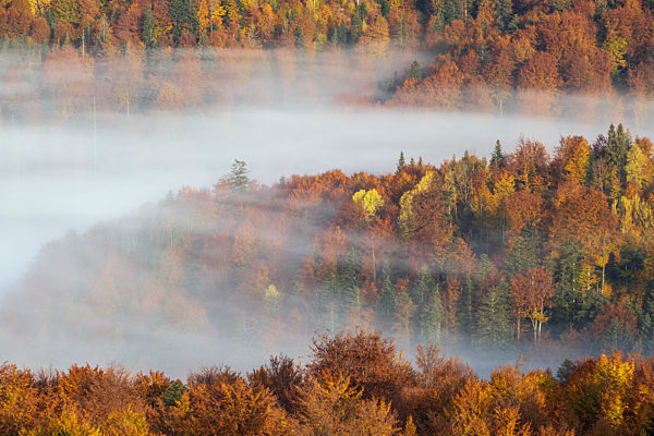 Morning foggy clouds in autumn mountain countryside. Ukraine, Carpathian Mountains, Transcarpathia.