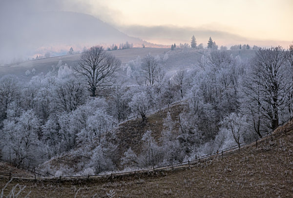 Winter coming. Picturesque pre sunrise scene above late autumn mountain countryside with hoarfrost on grasses, trees, slopes. Peaceful sunlight rays from cloudy sky. Ukraine, Carpathian Mountains.