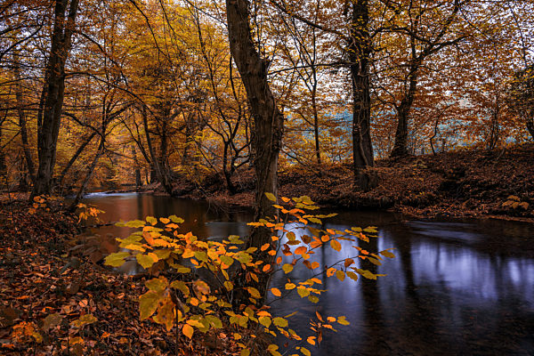 River in the woods in autumn