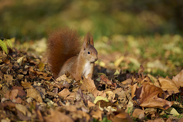 Red Squirrel