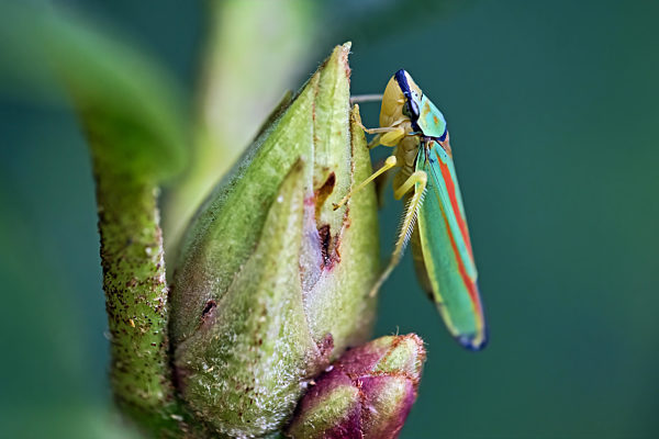 Rhododendronzikade ( Graphocephala fennahi , Syn.: Graphocephala coccinea ).