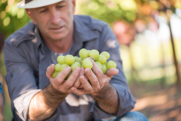 Man holding bunch of white grapes in hands
