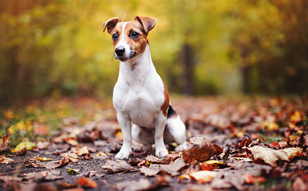 Small Jack Russell terrier dog sitting on brown leaves, nice blurred bokeh autumn background