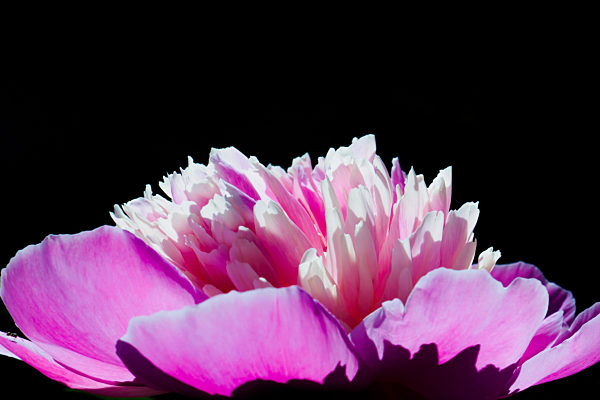 Pink peony bud on a black background