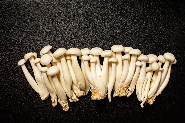 Shimeji mushroom or White beech mushrooms on black background.