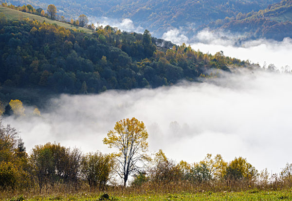 Morning foggy clouds in autumn mountain countryside. Ukraine, Carpathian Mountains, Transcarpathia.