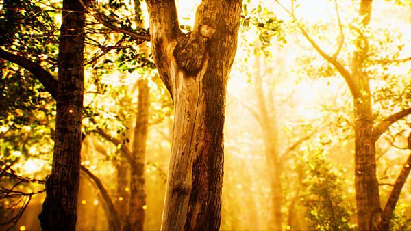 rays of sunlight in a misty forest in autumn