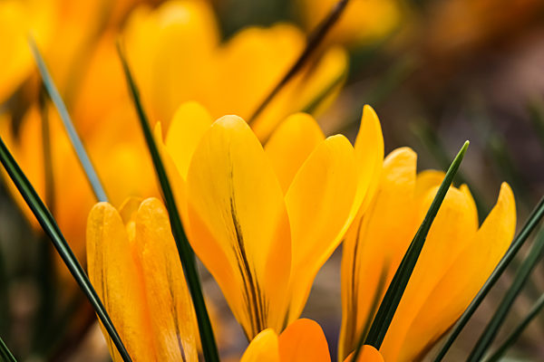 Abstract floral background, yellow crocus flowers. Macro flowers backdrop for holiday brand design