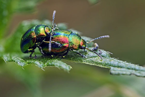 Prächtige Blattkäfer ( Chrysolina fastuosa ).